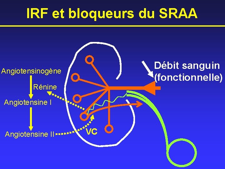 IRF et bloqueurs du SRAA Débit sanguin (fonctionnelle) Angiotensinogène Rénine Angiotensine II VC 