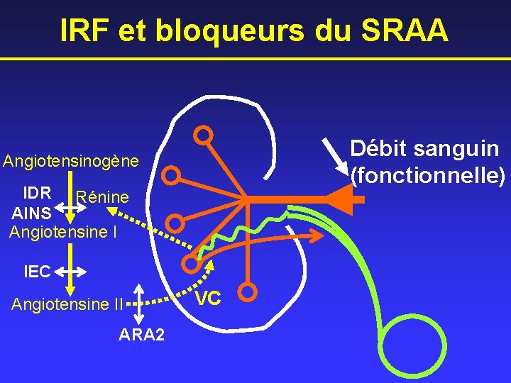 IRF et bloqueurs du SRAA Débit sanguin (fonctionnelle) Angiotensinogène IDR Rénine AINS Angiotensine I