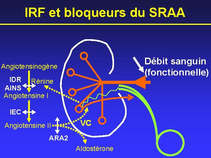 IRF et bloqueurs du SRAA Débit sanguin (fonctionnelle) Angiotensinogène IDR Rénine AINS Angiotensine I