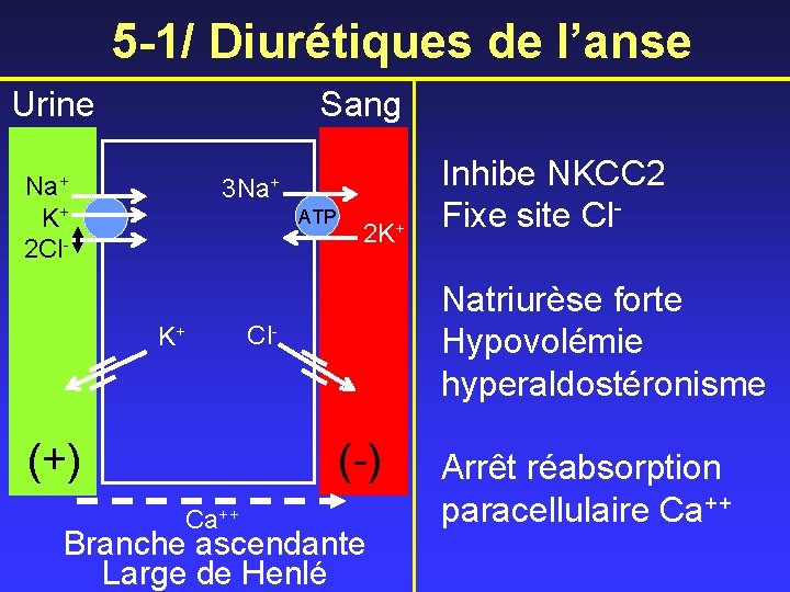 5 -1/ Diurétiques de l’anse Urine Sang Na+ K+ 2 Cl- 3 Na+ ATP