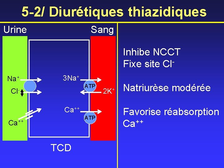 5 -2/ Diurétiques thiazidiques Urine Sang Inhibe NCCT Fixe site Cl- Na+ 3 Na+