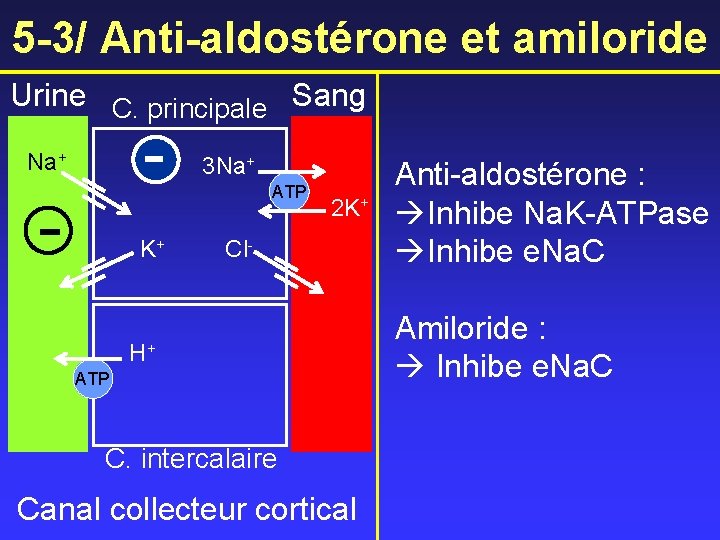 5 -3/ Anti-aldostérone et amiloride Urine C. principale Sang - Na+ - K+ 3