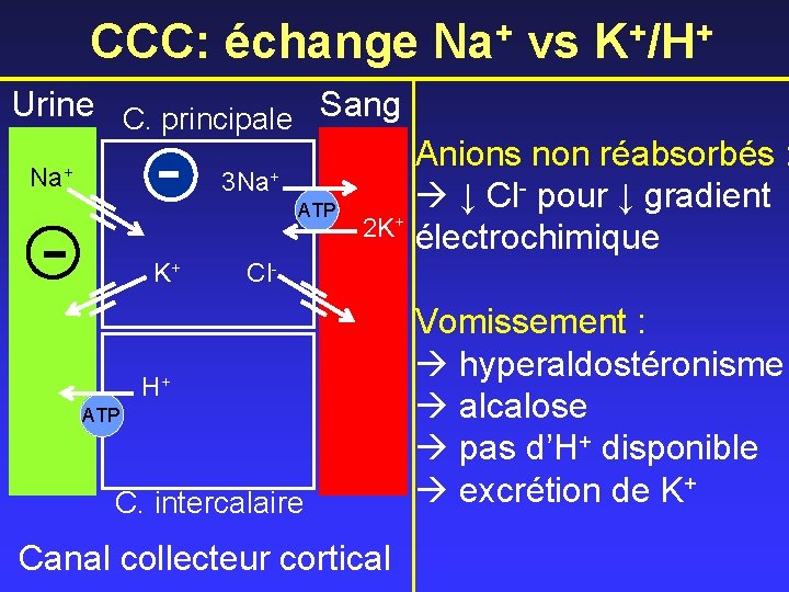 CCC: échange Na+ vs K+/H+ Urine C. principale Sang Na+ - - 3 Na+