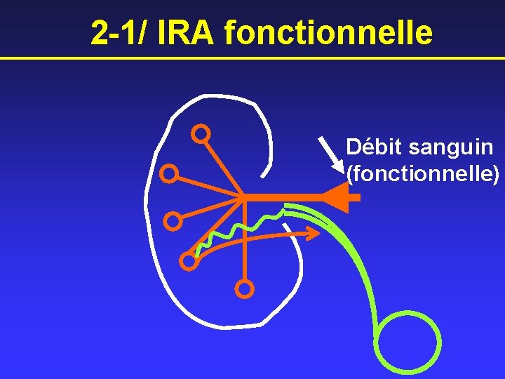 2 -1/ IRA fonctionnelle Débit sanguin (fonctionnelle) 