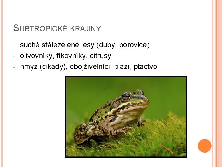 SUBTROPICKÉ KRAJINY - suché stálezelené lesy (duby, borovice) olivovníky, fíkovníky, citrusy hmyz (cikády), obojživelníci,