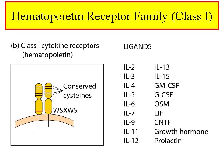 Hematopoietin Receptor Family (Class I) 