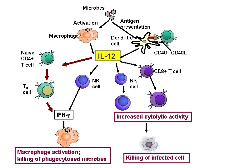 Microbes Antigen presentation Activation Macrophage Naïve CD 4+ T cell Dendritic cell CD 40