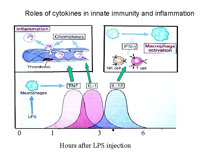 Roles of cytokines in innate immunity and inflammation 0 1 3 Hours after LPS