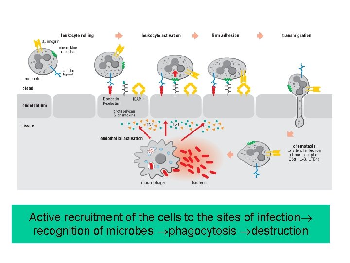 Active recruitment of the cells to the sites of infection recognition of microbes phagocytosis