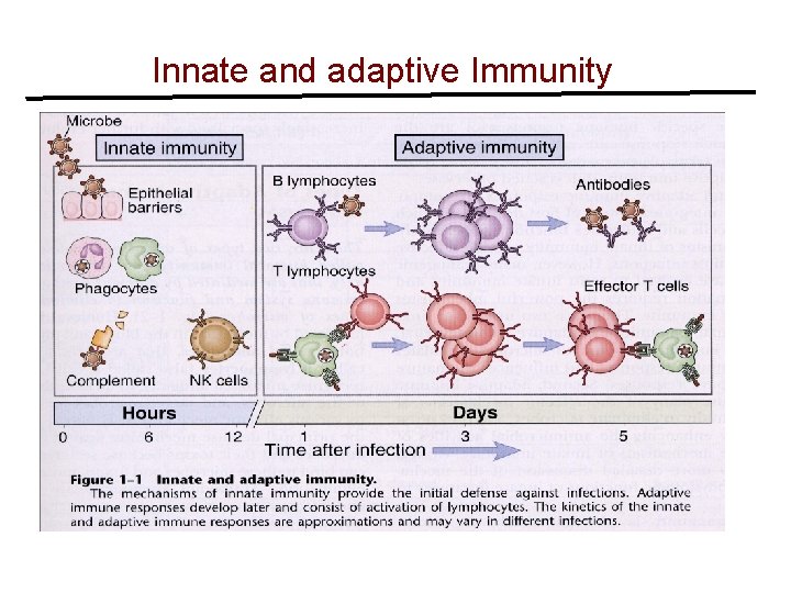 Innate and adaptive Immunity 