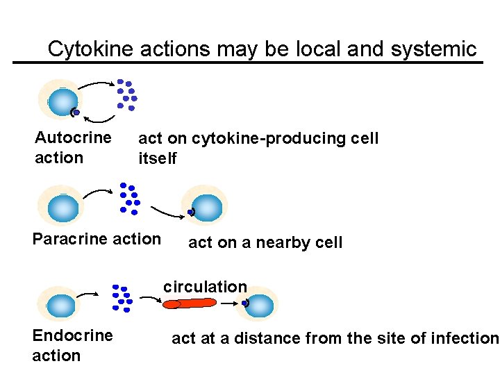 Cytokine actions may be local and systemic Autocrine action act on cytokine-producing cell itself