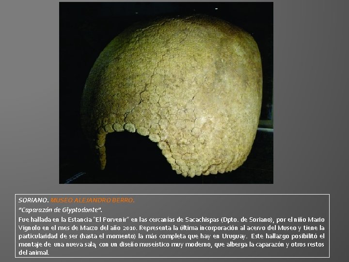 SORIANO. MUSEO ALEJANDRO BERRO. "Caparazón de Glyptodonte". Fue hallada en la Estancia “El Porvenir” SORIANO. MUSEO ALEJANDRO BERRO. "Caparazón de Glyptodonte". Fue hallada en la Estancia “El Porvenir”
