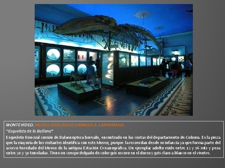 MONTEVIDEO. MUSEO ZOOLÓGICO DÁMASO A. LARRAÑAGA. “Esqueleto de la Ballena” Esqueleto Roncual común de MONTEVIDEO. MUSEO ZOOLÓGICO DÁMASO A. LARRAÑAGA. “Esqueleto de la Ballena” Esqueleto Roncual común de