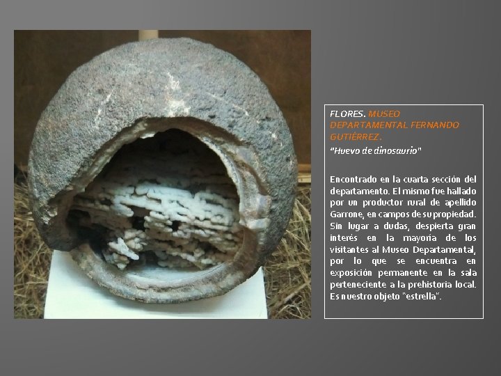 FLORES. MUSEO DEPARTAMENTAL FERNANDO GUTIÉRREZ. "Huevo de dinosaurio“ Encontrado en la cuarta sección del FLORES. MUSEO DEPARTAMENTAL FERNANDO GUTIÉRREZ. "Huevo de dinosaurio“ Encontrado en la cuarta sección del