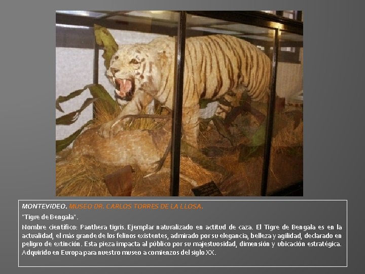 MONTEVIDEO. MUSEO DR. CARLOS TORRES DE LA LLOSA. "Tigre de Bengala". Nombre científico: Panthera MONTEVIDEO. MUSEO DR. CARLOS TORRES DE LA LLOSA. "Tigre de Bengala". Nombre científico: Panthera