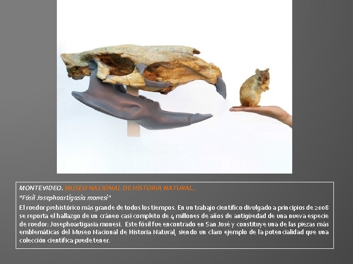 MONTEVIDEO. MUSEO NACIONAL DE HISTORIA NATURAL. "Fósil Josephoartigasia monesi“ El roedor prehistórico más grande MONTEVIDEO. MUSEO NACIONAL DE HISTORIA NATURAL. "Fósil Josephoartigasia monesi“ El roedor prehistórico más grande