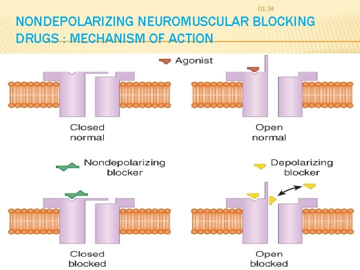 01: 34 NONDEPOLARIZING NEUROMUSCULAR BLOCKING DRUGS : MECHANISM OF ACTION 8 01: 34 NONDEPOLARIZING NEUROMUSCULAR BLOCKING DRUGS : MECHANISM OF ACTION 8