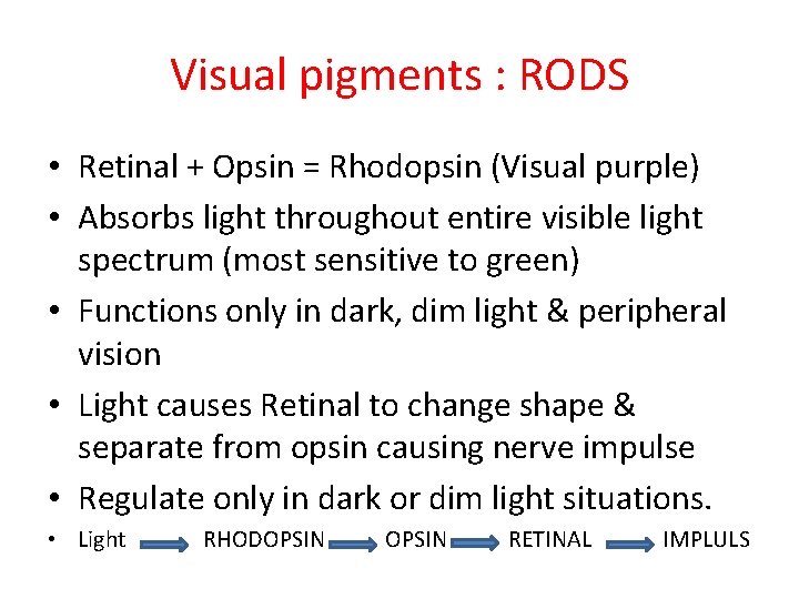 Visual pigments : RODS • Retinal + Opsin = Rhodopsin (Visual purple) • Absorbs