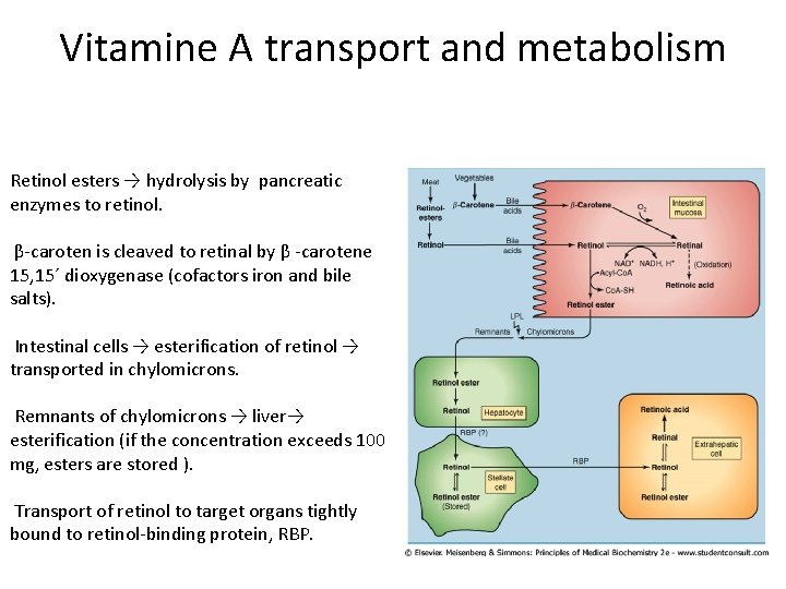 Vitamine A transport and metabolism Retinol esters → hydrolysis by pancreatic enzymes to retinol. Vitamine A transport and metabolism Retinol esters → hydrolysis by pancreatic enzymes to retinol.