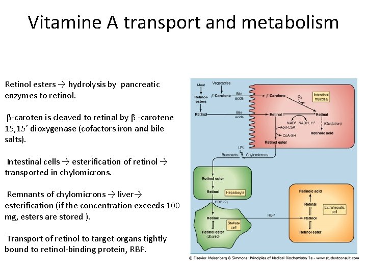 Vitamine A transport and metabolism Retinol esters → hydrolysis by pancreatic enzymes to retinol.