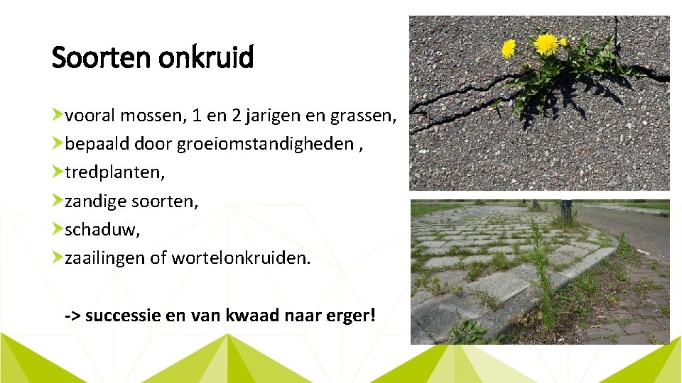 Soorten onkruid vooral mossen, 1 en 2 jarigen en grassen, bepaald door groeiomstandigheden ,