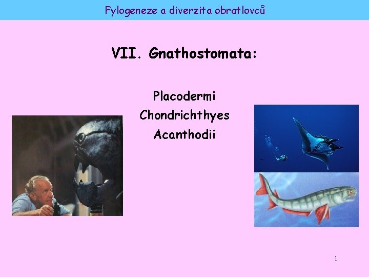Fylogeneze a diverzita obratlovců VII. Gnathostomata: Placodermi Chondrichthyes Acanthodii 1 