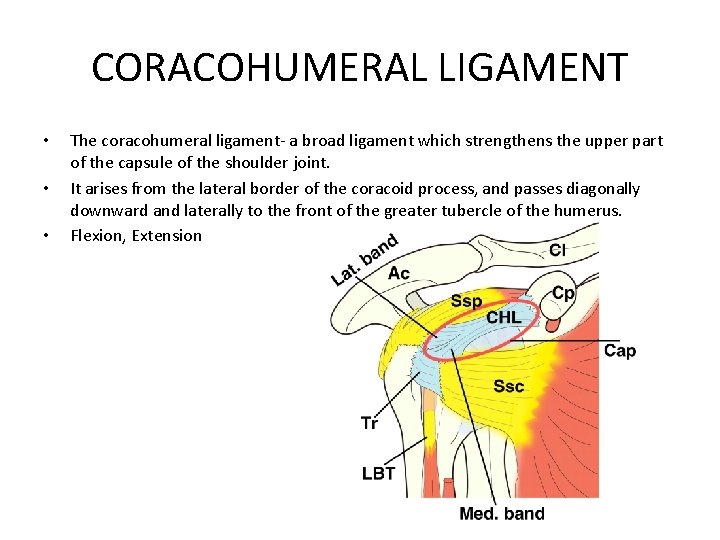 CORACOHUMERAL LIGAMENT • • • The coracohumeral ligament- a broad ligament which strengthens the
