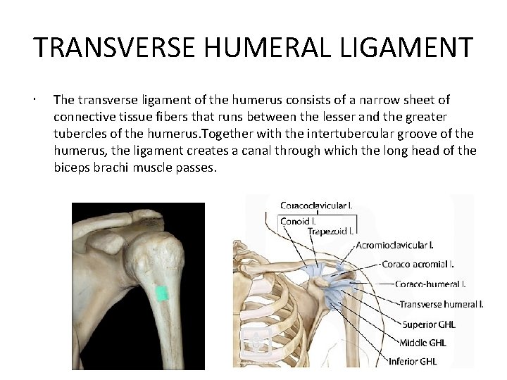 TRANSVERSE HUMERAL LIGAMENT The transverse ligament of the humerus consists of a narrow sheet
