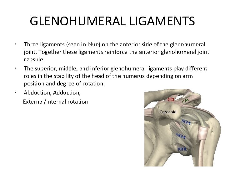 GLENOHUMERAL LIGAMENTS Three ligaments (seen in blue) on the anterior side of the glenohumeral