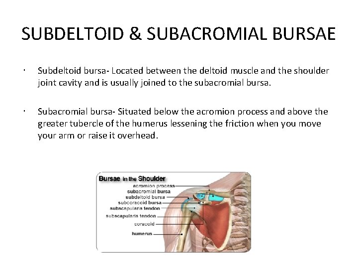 SUBDELTOID & SUBACROMIAL BURSAE Subdeltoid bursa- Located between the deltoid muscle and the shoulder