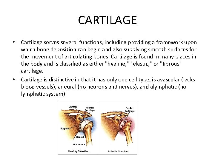 CARTILAGE • Cartilage serves several functions, including providing a framework upon which bone deposition