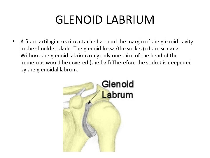 GLENOID LABRIUM • A fibrocartilaginous rim attached around the margin of the glenoid cavity