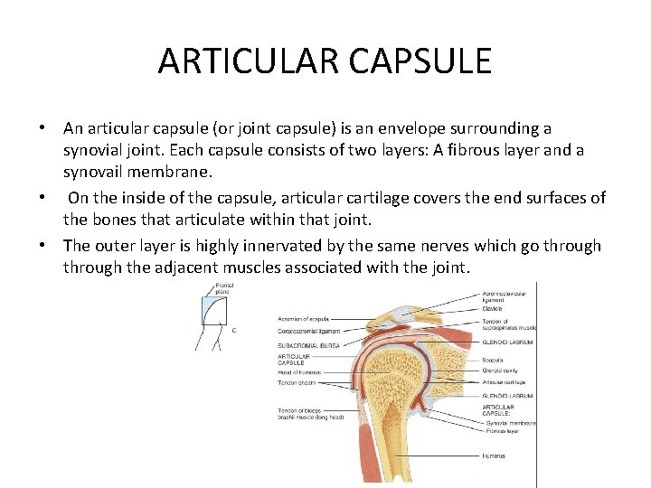 ARTICULAR CAPSULE • An articular capsule (or joint capsule) is an envelope surrounding a