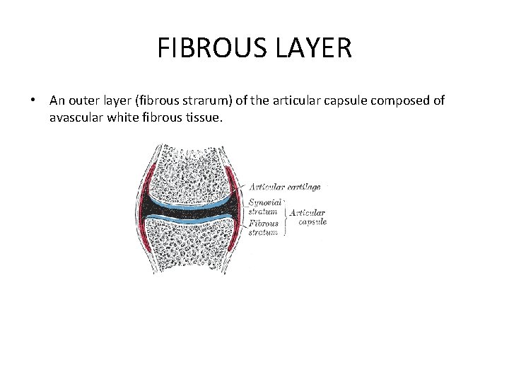 FIBROUS LAYER • An outer layer (fibrous strarum) of the articular capsule composed of