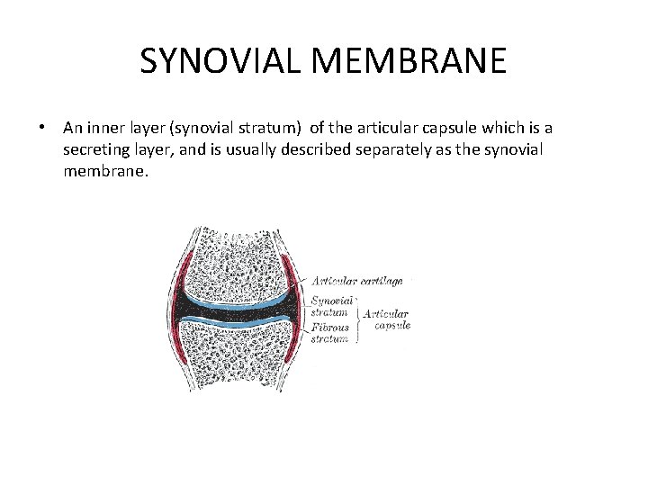 SYNOVIAL MEMBRANE • An inner layer (synovial stratum) of the articular capsule which is