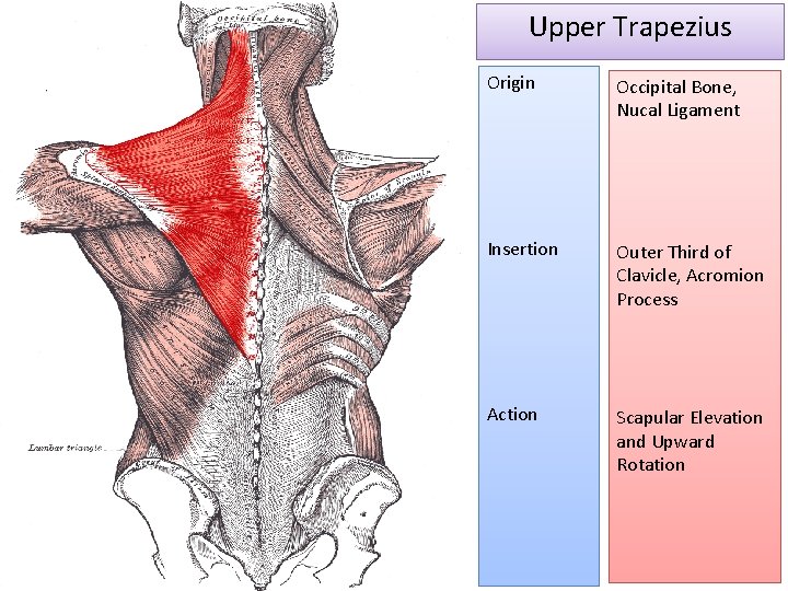 Upper Trapezius Origin Occipital Bone, Nucal Ligament Insertion Outer Third of Clavicle, Acromion Process