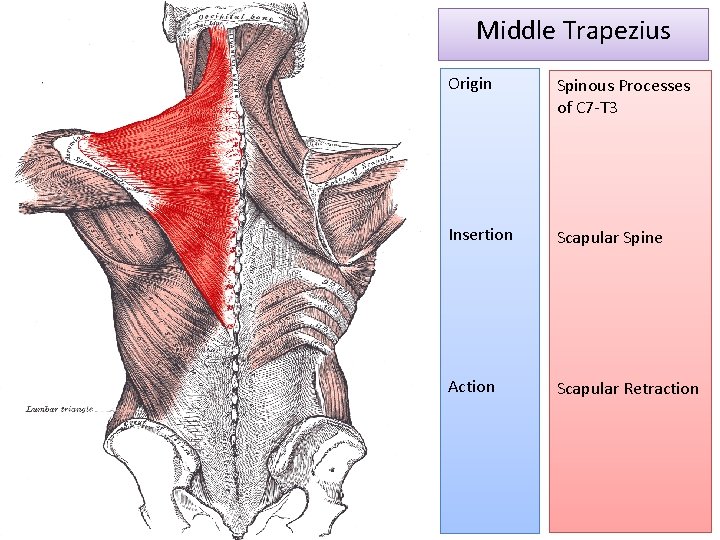 Middle Trapezius Origin Spinous Processes of C 7 -T 3 Insertion Scapular Spine Action