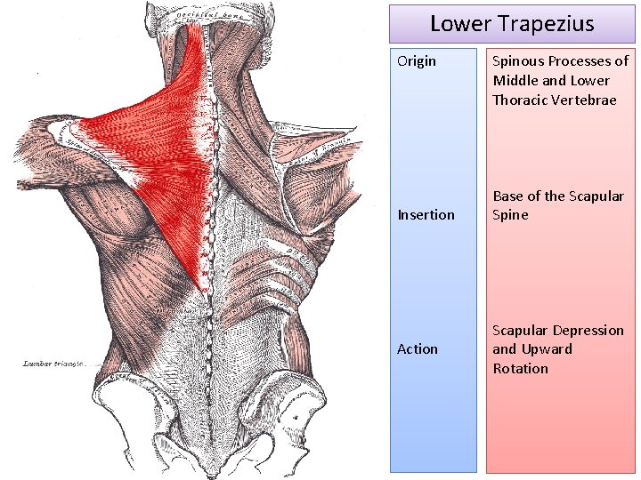 Lower Trapezius Origin Insertion Action Spinous Processes of Middle and Lower Thoracic Vertebrae Base