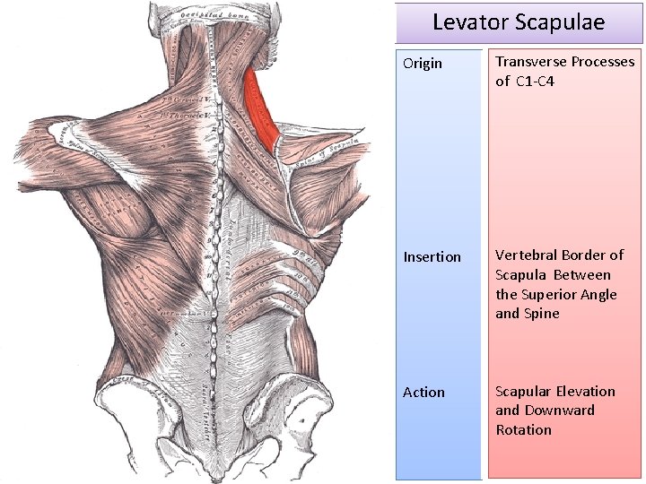 Levator Scapulae Origin Transverse Processes of C 1 -C 4 Insertion Vertebral Border of