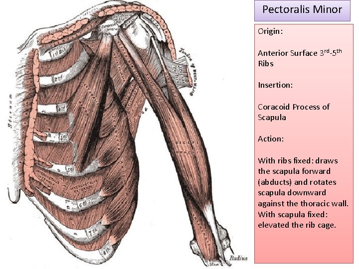 Pectoralis Minor Origin: Anterior Surface 3 rd-5 th Ribs Insertion: Coracoid Process of Scapula