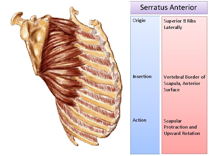 Serratus Anterior Origin Superior 8 Ribs Laterally Insertion Vertebral Border of Scapula, Anterior Surface