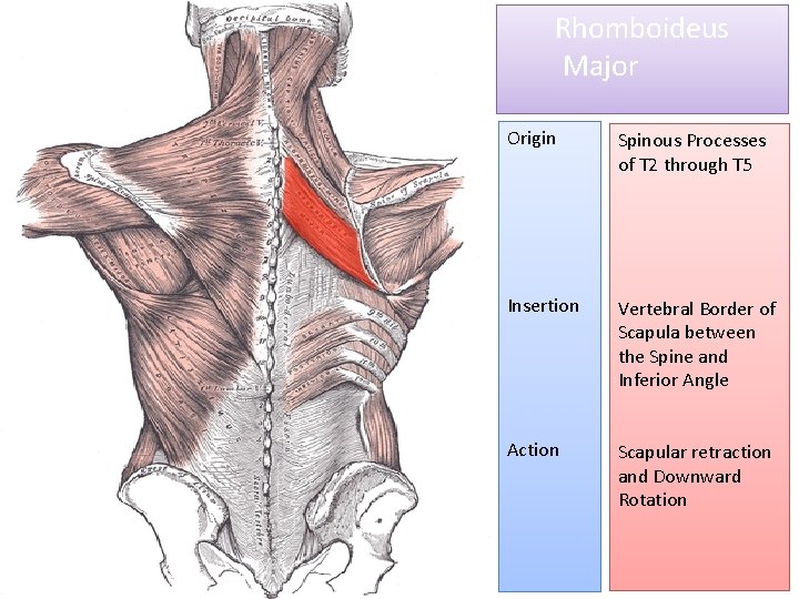 Rhomboideus Major Origin Spinous Processes of T 2 through T 5 Insertion Vertebral Border