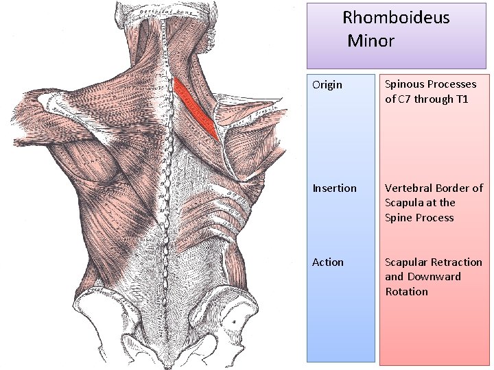 Rhomboideus Minor Origin Spinous Processes of C 7 through T 1 Insertion Vertebral Border