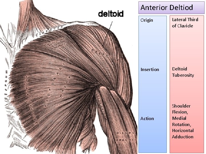 Anterior Deltiod Origin Lateral Third of Clavicle Insertion Deltoid Tuberosity Action Shoulder Flexion, Medial