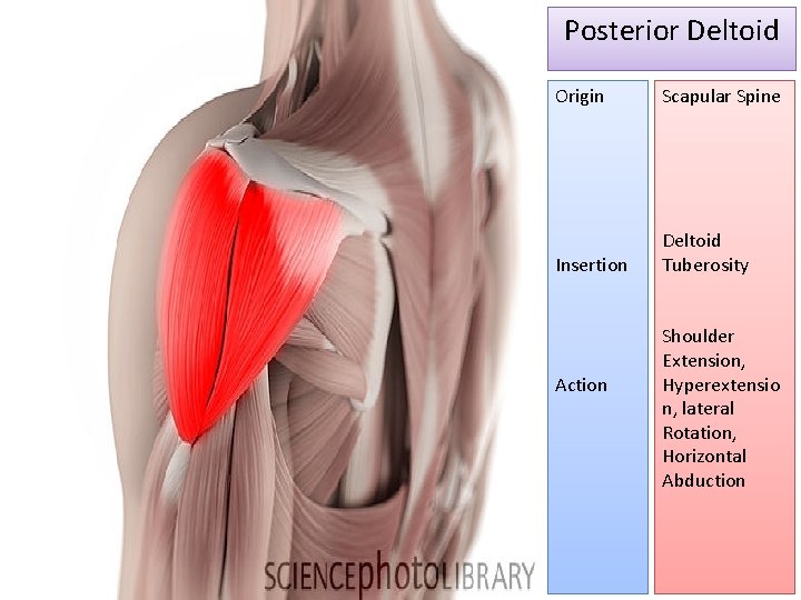 Posterior Deltoid Origin Scapular Spine Insertion Deltoid Tuberosity Action Shoulder Extension, Hyperextensio n, lateral