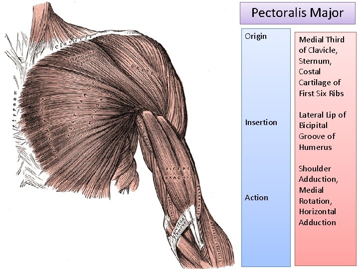 Pectoralis Major Origin Insertion Action Medial Third of Clavicle, Sternum, Costal Cartilage of First