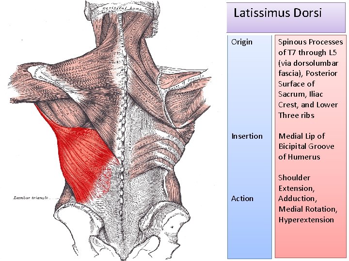 Latissimus Dorsi Origin Spinous Processes of T 7 through L 5 (via dorsolumbar fascia),