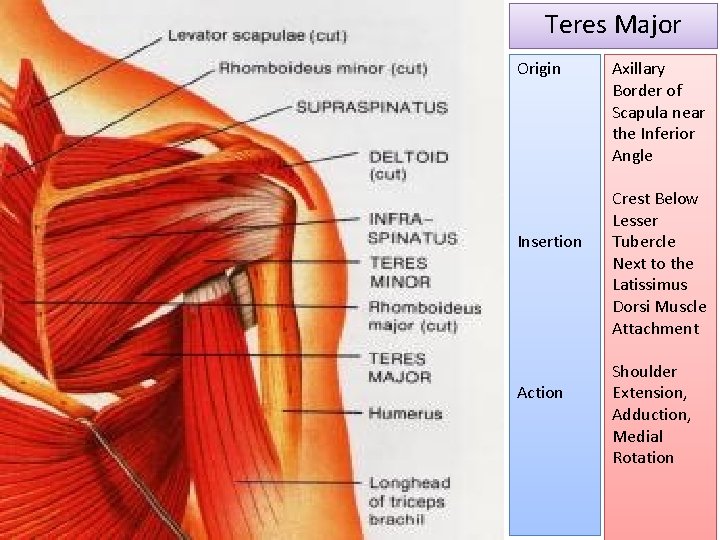 Teres Major Origin Insertion Action Axillary Border of Scapula near the Inferior Angle Crest