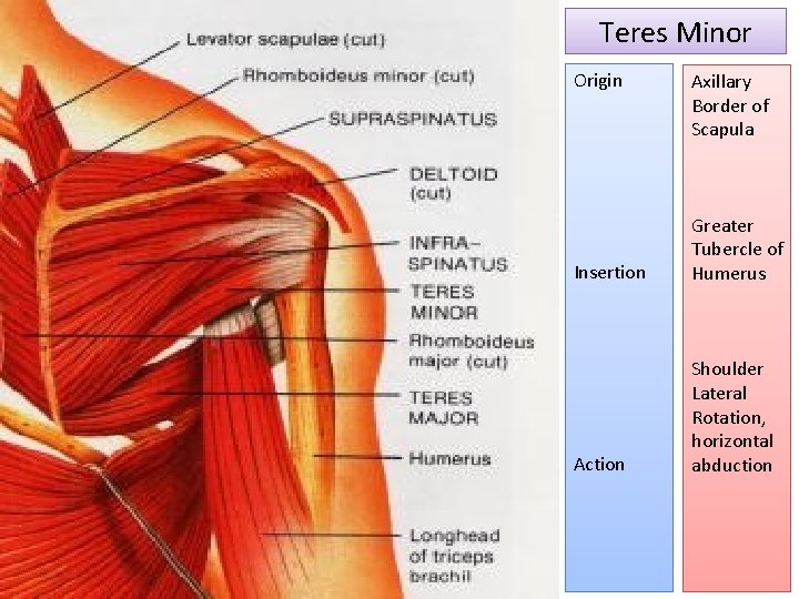 Teres Minor Origin Axillary Border of Scapula Insertion Greater Tubercle of Humerus Action Shoulder
