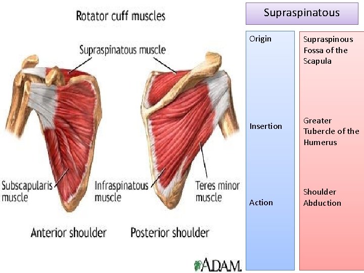 Supraspinatous Origin Insertion Action Supraspinous Fossa of the Scapula Greater Tubercle of the Humerus